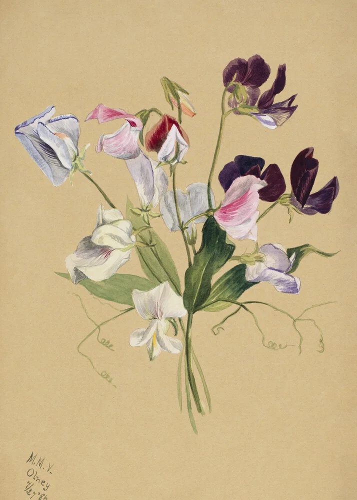 Mary Vaux Walcott: Flower Study - Fotografia Fineart di Vintage Nature Graphics