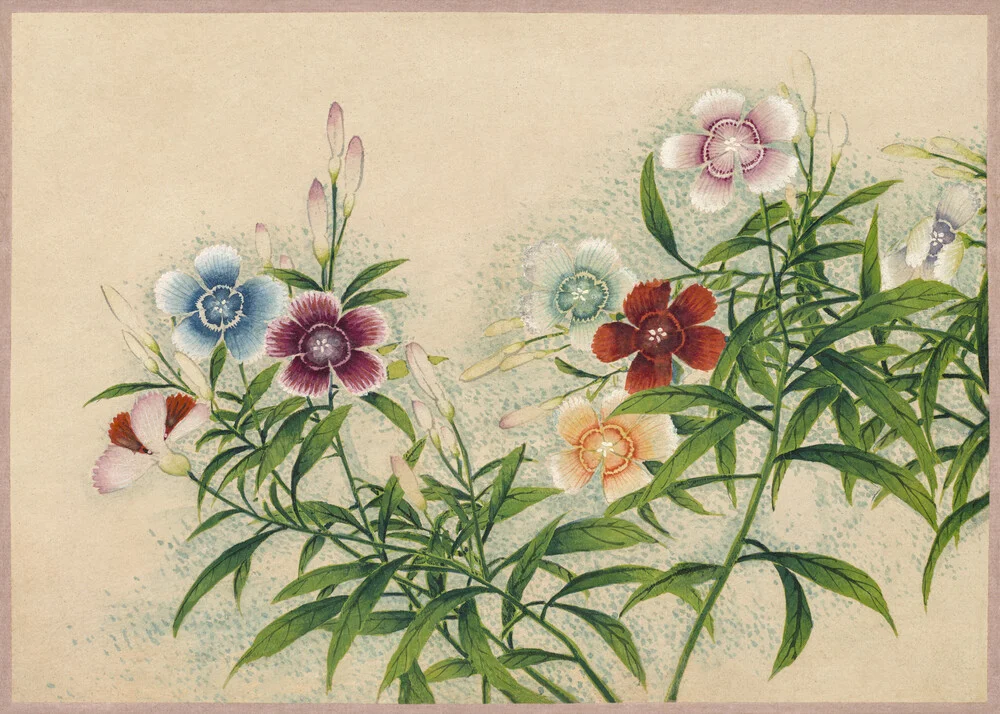 Zhang Ruoa: Pinks - Fotografia Fineart di Vintage Nature Graphics