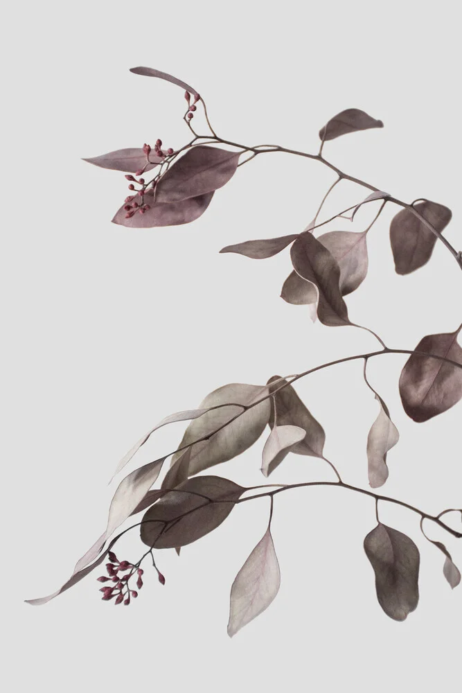 rami di eucalipto essiccati vintage 1 di 3 - Fotografia Fineart di Studio Na.hili