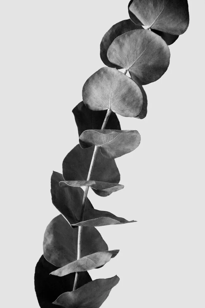 rami di eucalipto essiccati 1 di 3 - edizione in bianco e nero - Fotografia Fineart di Studio Na.hili