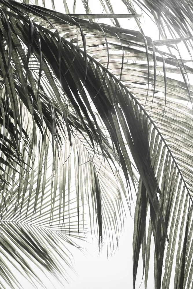 sfumature e ombre verdi della palma - Fotografia Fineart di Studio Na.hili