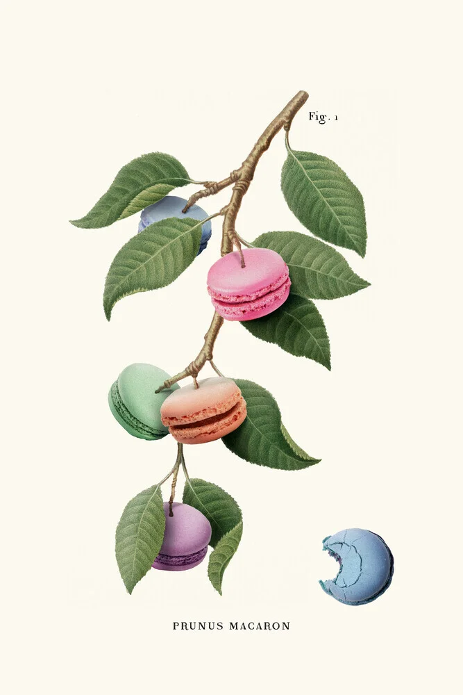 Macaron Plant - Fotografia Fineart di Jonas Loose