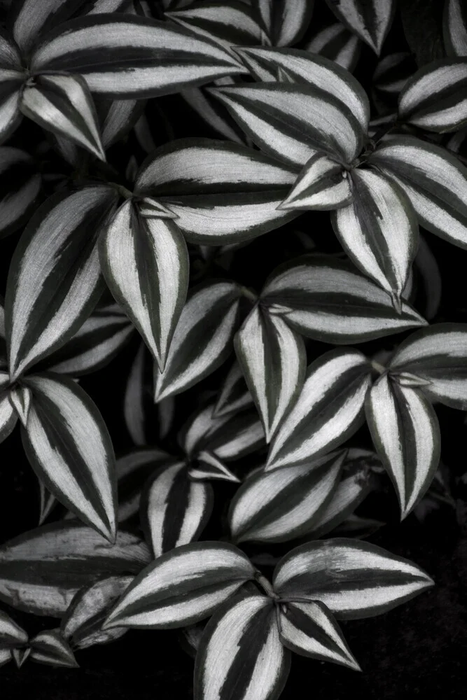 foglie di cebra botanica - Fotografia Fineart di Studio Na.hili