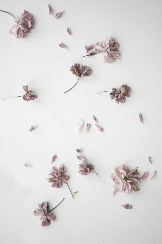coriandoli di fiori di ciliegio sbiaditi arrossati - Fotografia Fineart di Studio Na.hili
