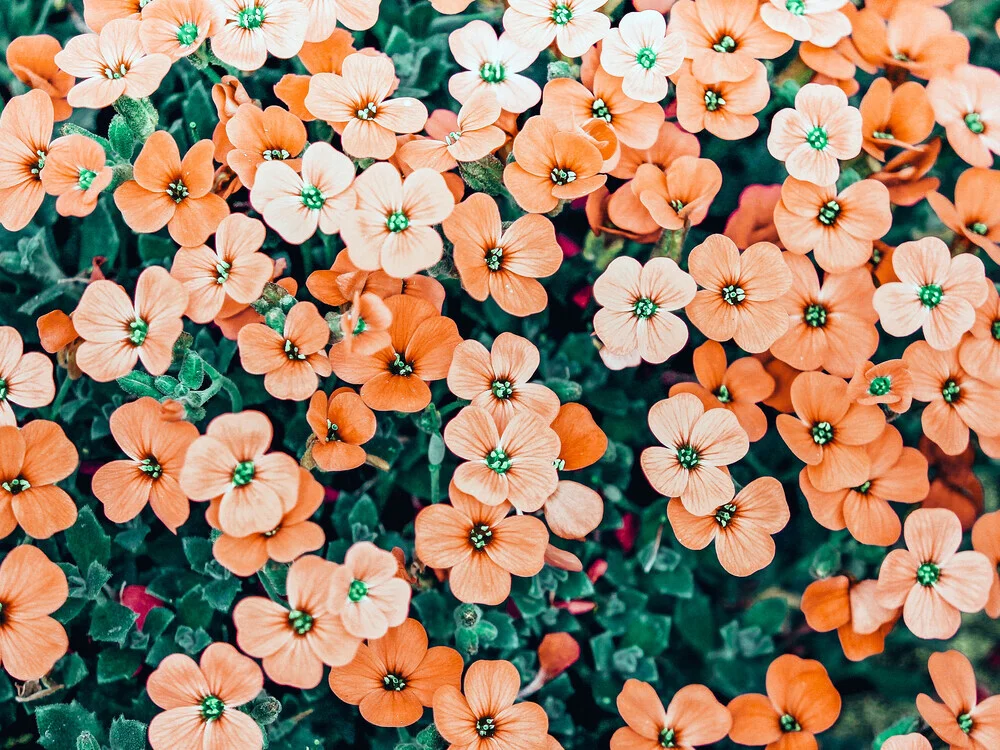 Floral Bliss - Fotografia Fineart di Uma Gokhale
