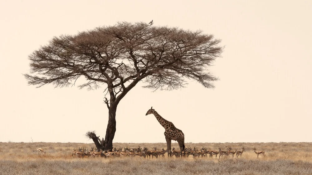 Alla ricerca dell'ombra nel caldo di mezzogiorno - Parco Nazionale Etosha Namib - Fotografia Fineart di Dennis Wehrmann