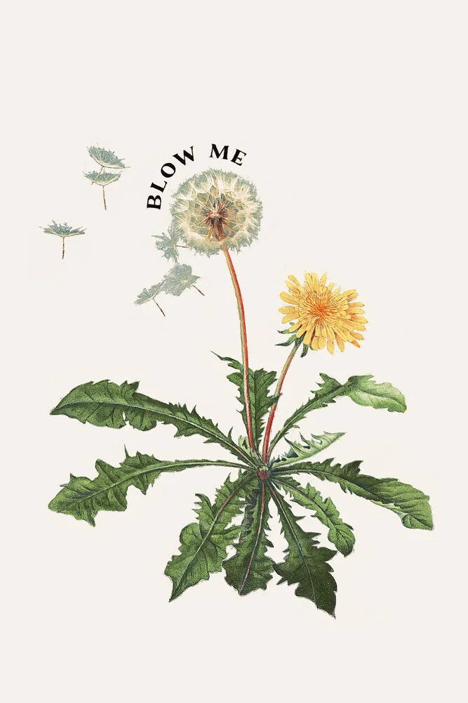 Blow Me - Fotografia Fineart di Jonas Loose