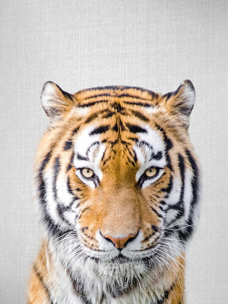 Tigre - Fotografia Fineart di Gal Pittel