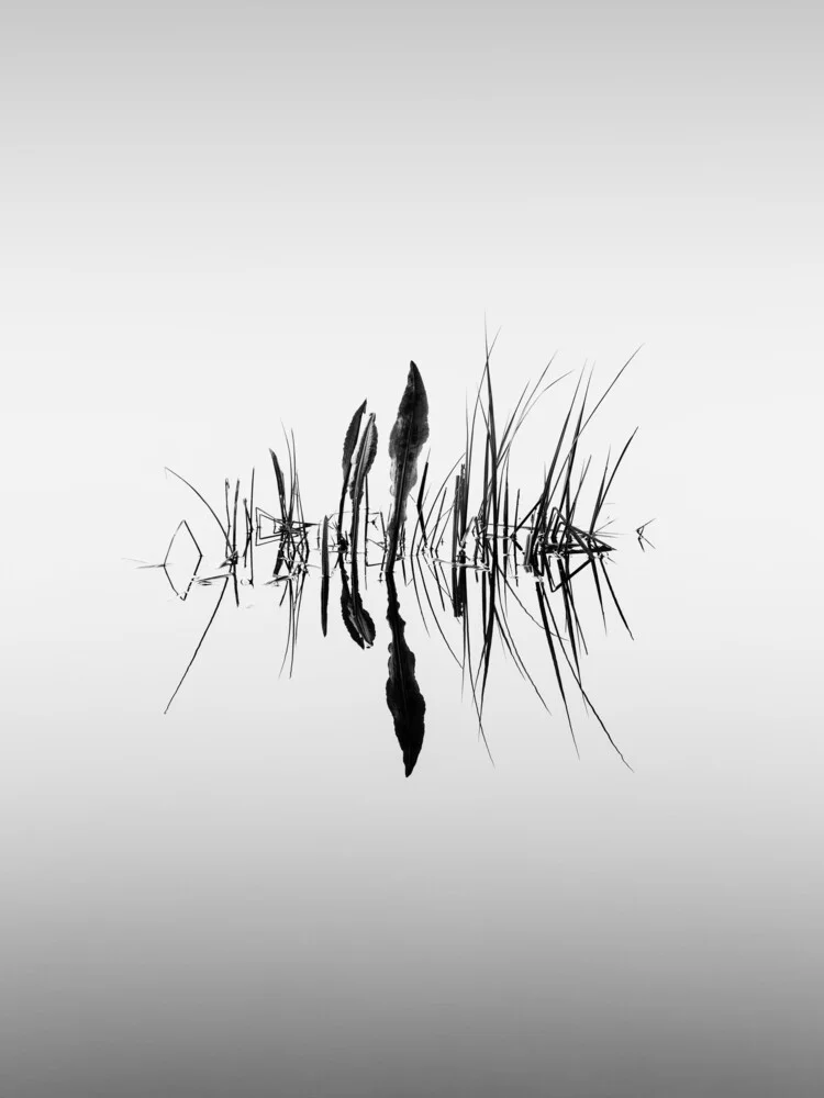 simmetria della natura - Fotografia Fineart di Holger Nimtz