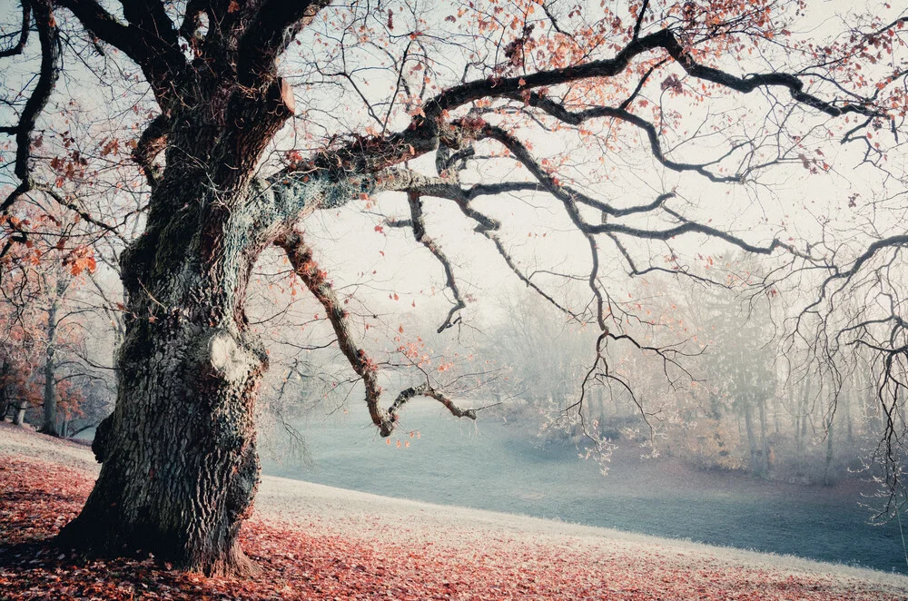 storie d'autunno - Fotografia Fineart di Heiko Gerlicher