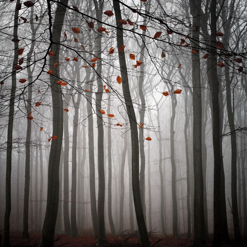 La bellezza di novembre - Fotografia Fineart di Carsten Meyerdierks