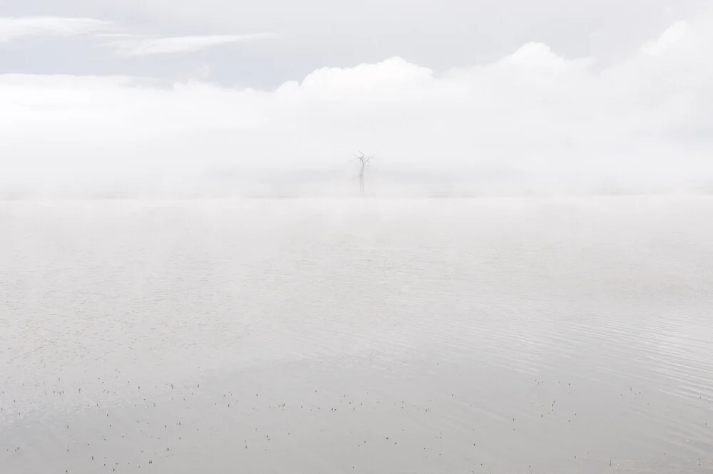 Albero nella nebbia - Fotografia Fineart di Schoo Flemming