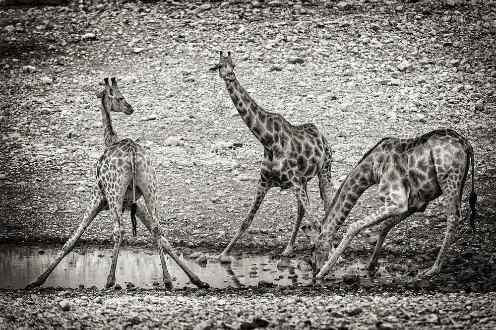 giraffa alla pozza d'acqua A - Fotografia Fineart di Franzel Drepper
