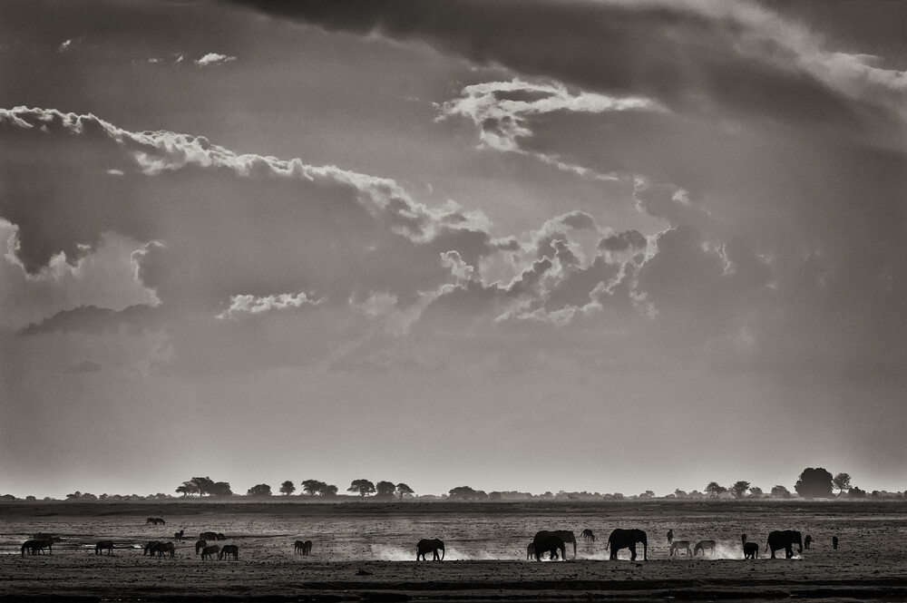 Elefants at Ihaha - Botswana - Fotografia Fineart di Franzel Drepper