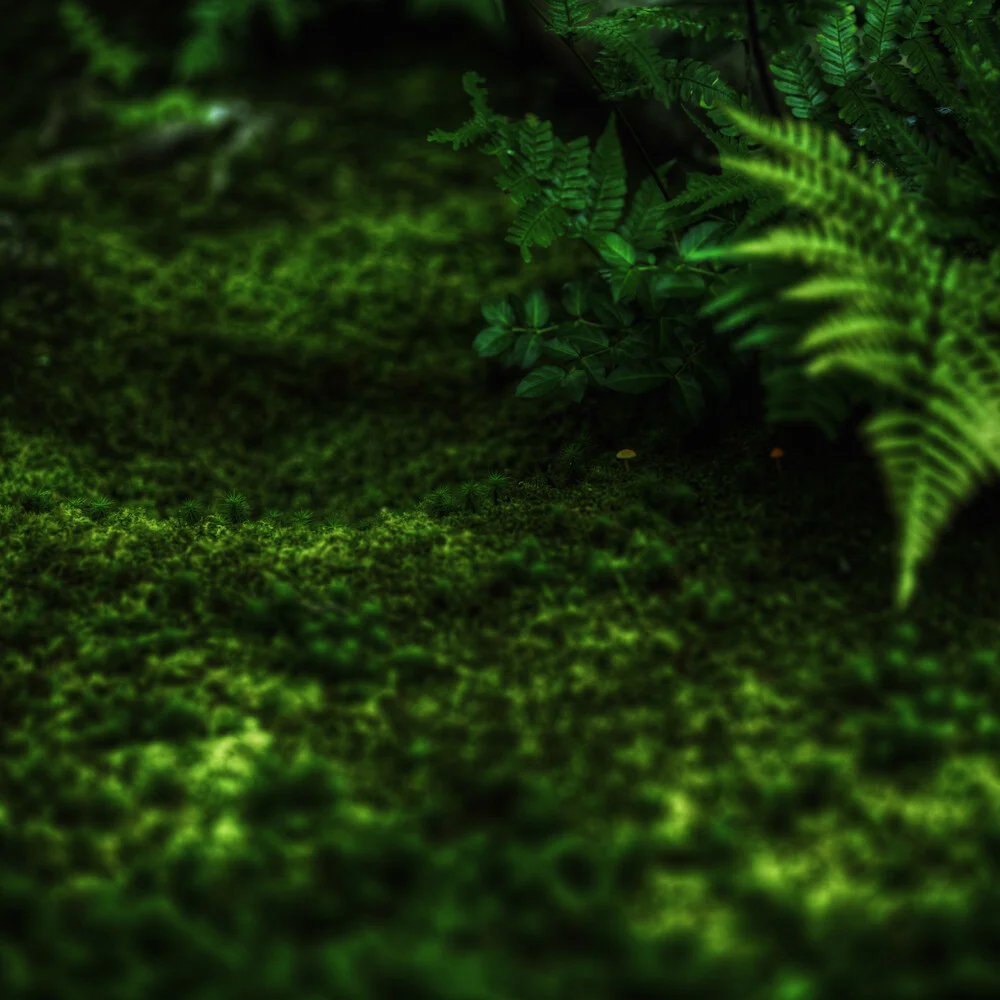 Un baldacchino di verde felce - fotokunst von Regis Boileau