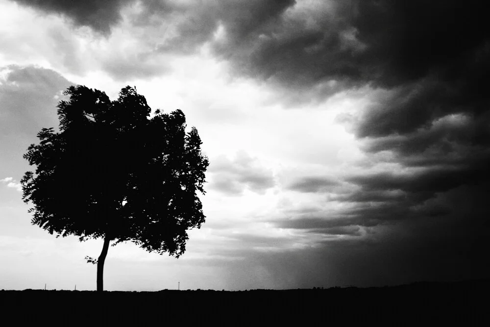 Der Baum - Fotografia Fineart di Falko Follert