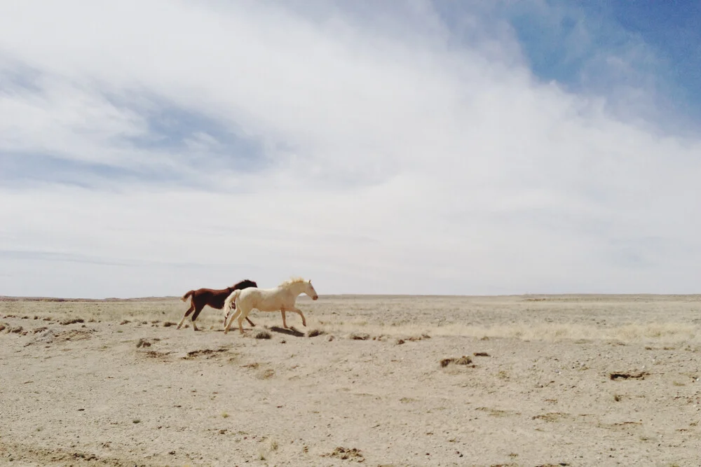 I cavalli corrono allo stato brado - foto di Kevin Russ