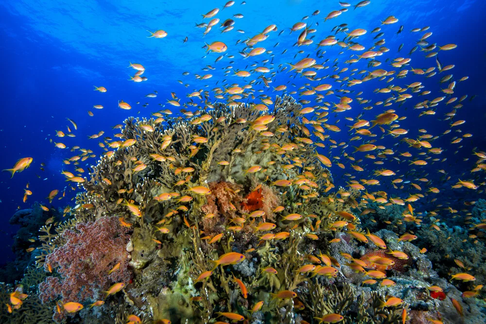 Barriera corallina del Mar Rosso - Fotografia Fineart di Christian Schlamann