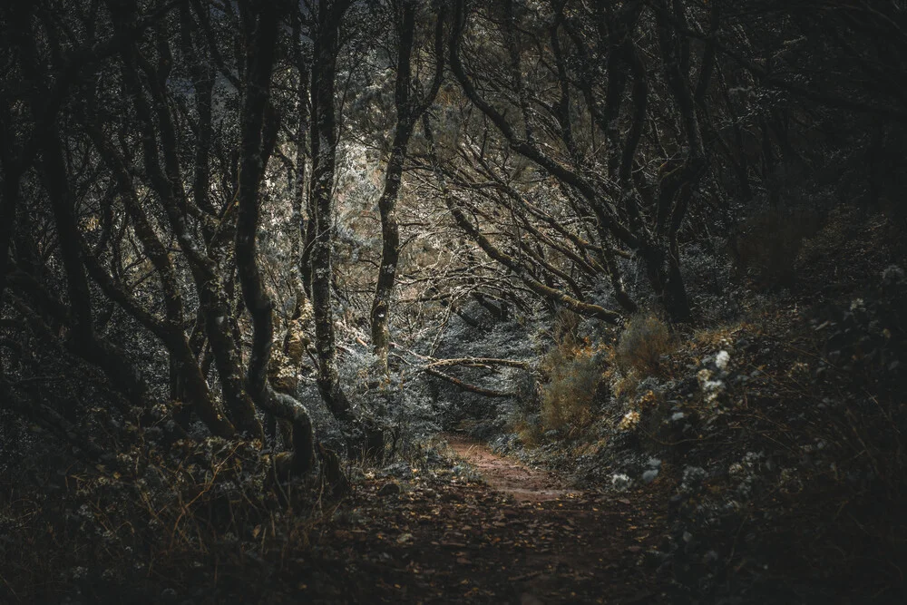Madeira - Spooky Woods - Fotografia Fineart di Jean Claude Castor
