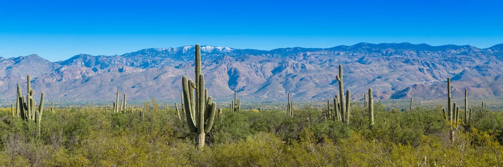 Cacti Panorama - Fotografia Fineart di Marc Rasmus