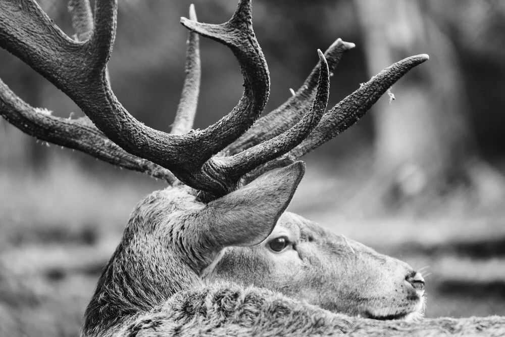 Red Deer con magnifiche corna - Fotografia Fineart di Nadja Jacke