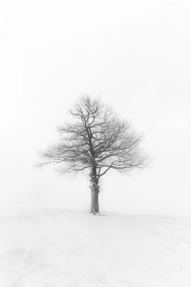 The Tree - Fotografia Fineart di Markus Van Hauten