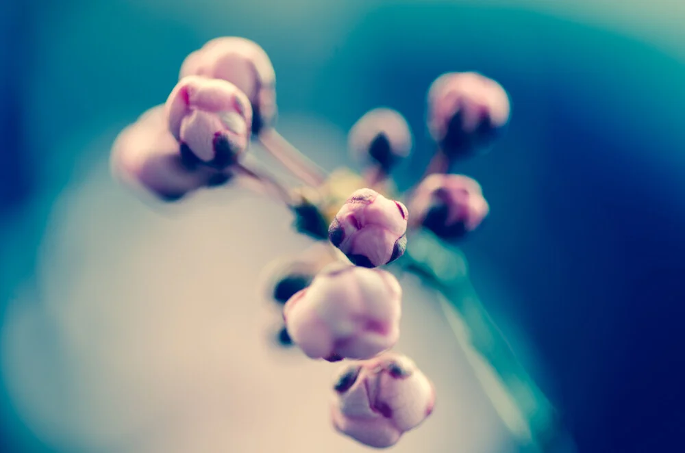 Bocciolo di fiore - Fotografia Fineart di Gabriele Spörl