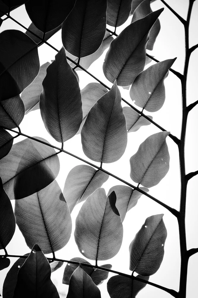 Rami e foglie - Fotografia Fineart di Tal Paz-fridman