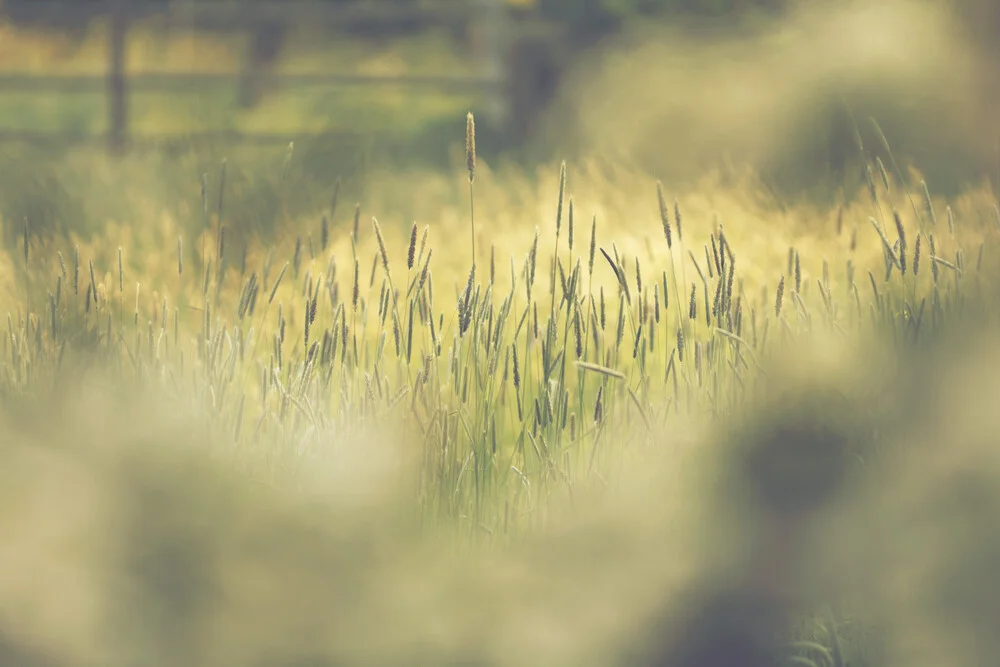 Gras in der Sommersonne - Fotografia Fineart di Nadja Jacke