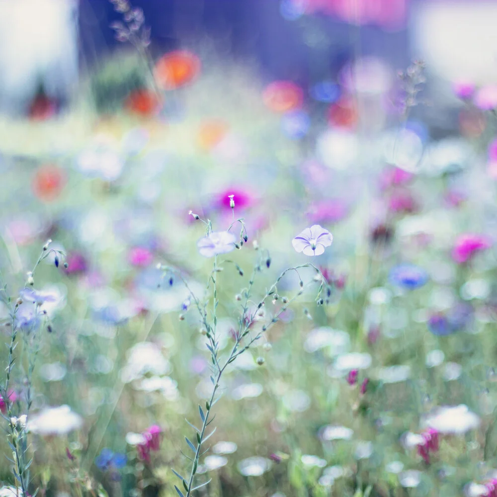 Lino nel prato fiorito estivo - Fotografia Fineart di Nadja Jacke