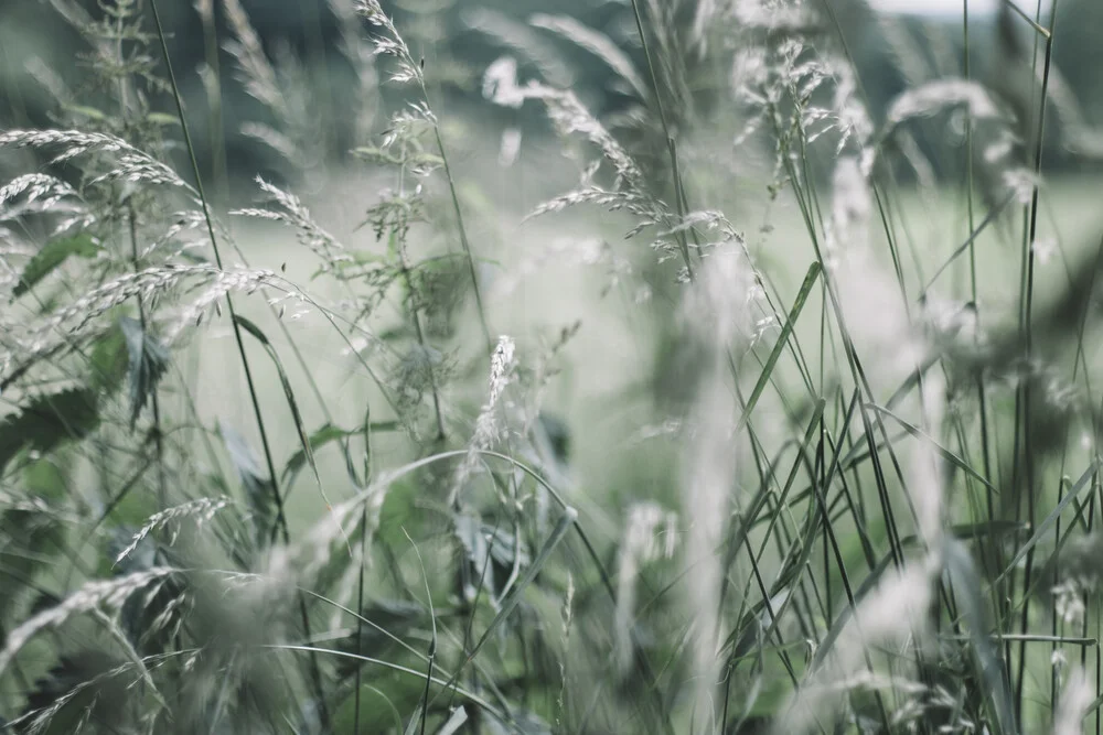 Gräser in sommerlicher Brise - Fotografia Fineart di Nadja Jacke