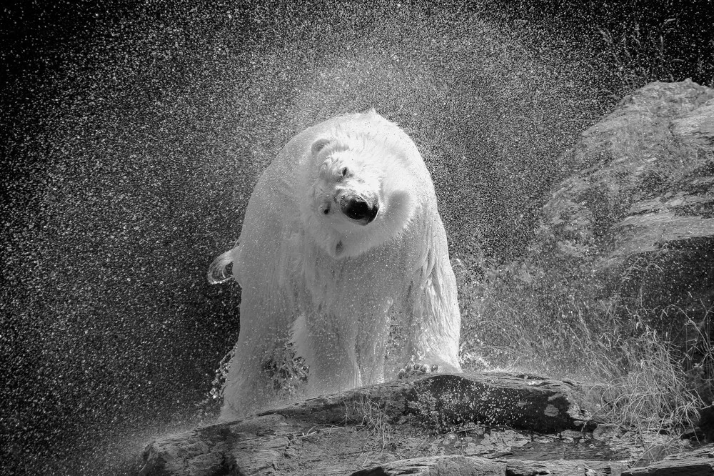 orso polare - Fotografia Fineart di Nicolas De Vaulx