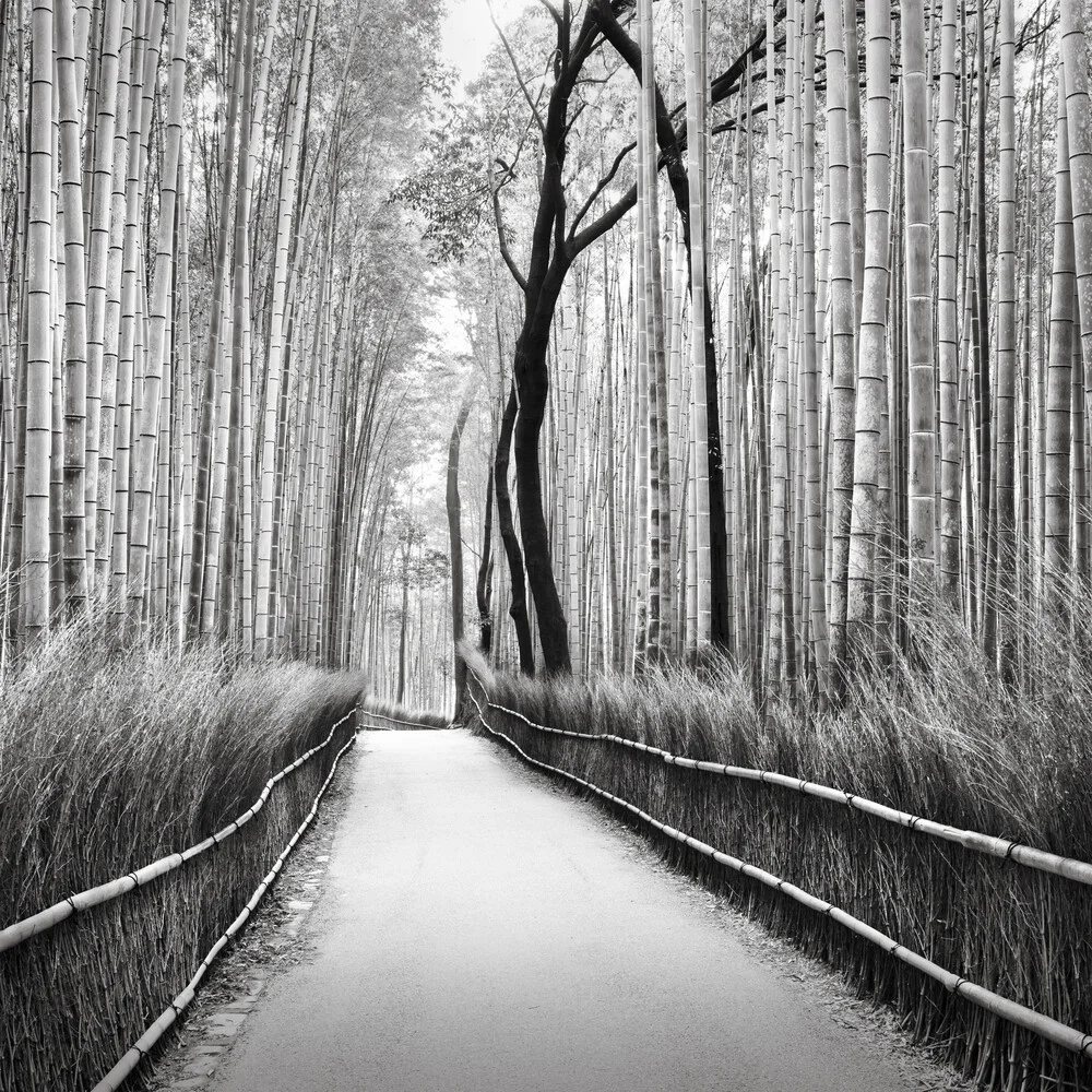 Arashiyama Bambuswald Kyoto - Fotografia artistica di Ronny Behnert