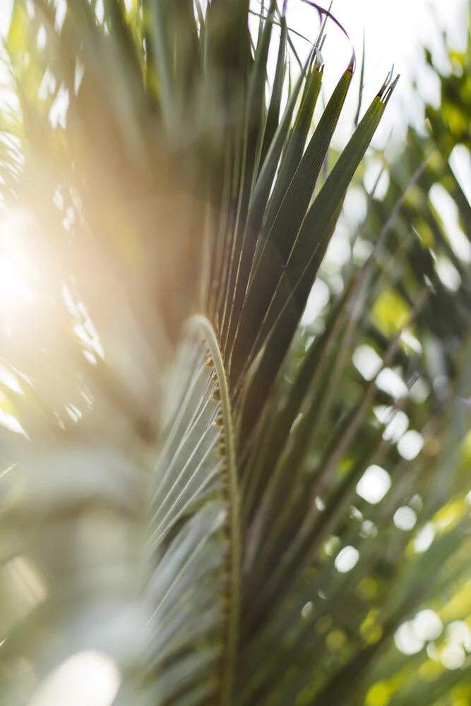 Palma - fronde di palma - illuminate alla luce del sole estivo di Formentera - Fotografia Fineart di Nadja Jacke