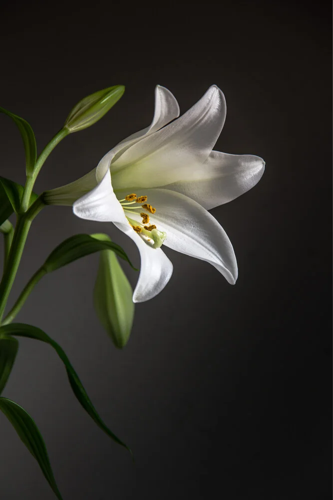 Lily - Fotografia Fineart di Björn Witt
