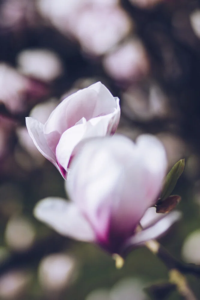 La magnolia sboccia al sole primaverile - Fotografia Fineart di Nadja Jacke