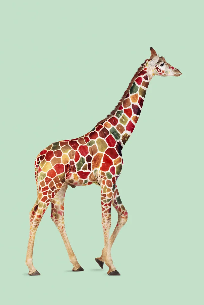 Giraffa colorata - Fotografia Fineart di Jonas Loose