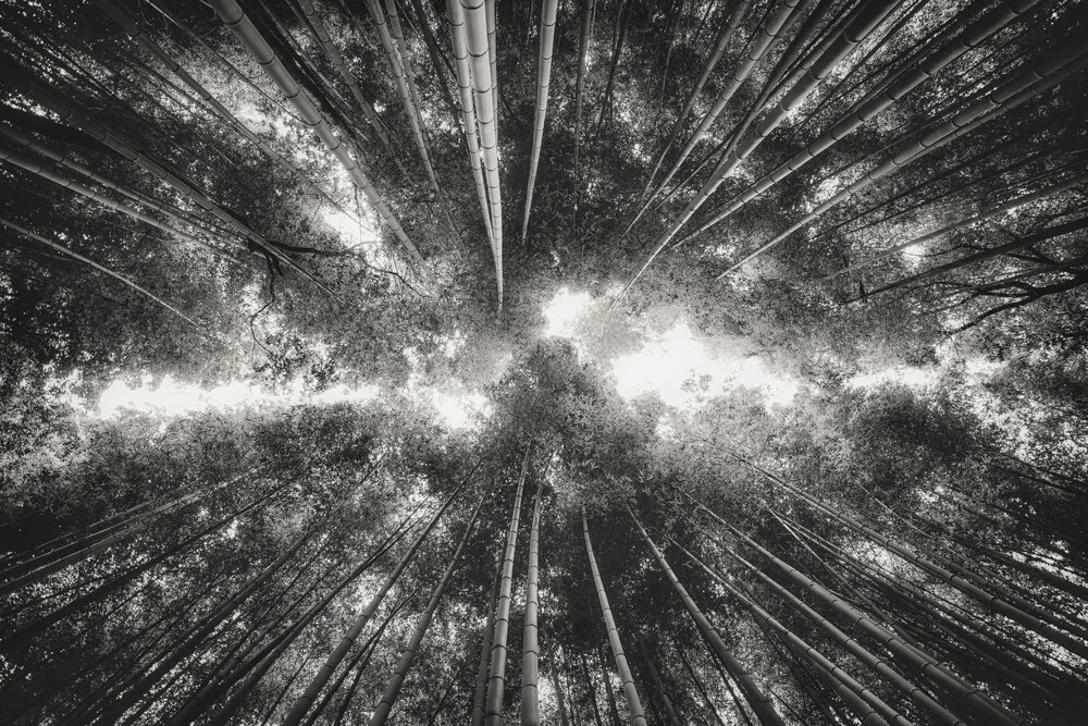 Der Bambuswald - fotokunst di Pascal Deckarm