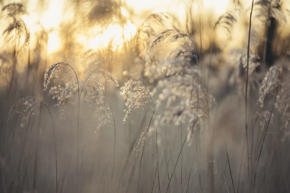 Reed in the sunrise - Fotografia Fineart di Nadja Jacke