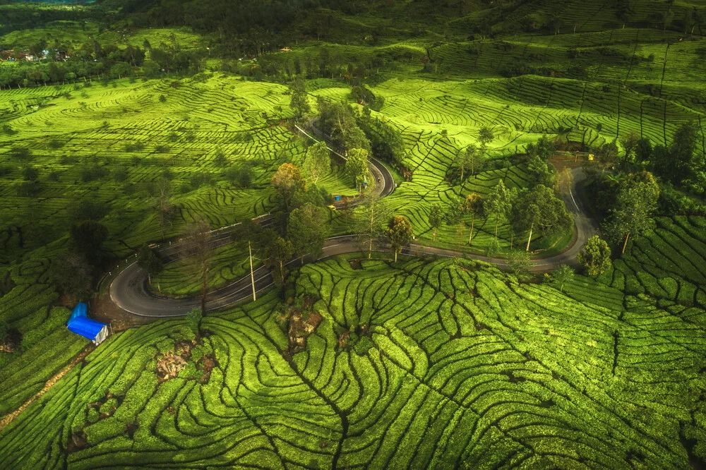 Indonesia Bandung Tea Plantation Aerial - Fotografia Fineart di Jean Claude Castor