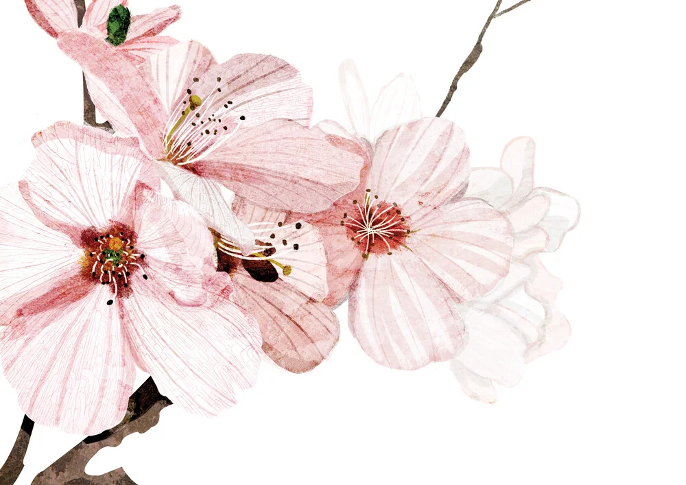 Fiore di ciliegio - Fotografia Fineart di Katherine Blower