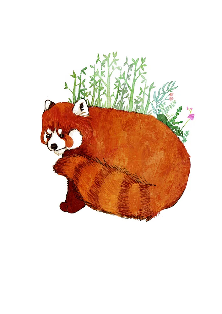 Red Panda - Fotografia Fineart di Katherine Blower