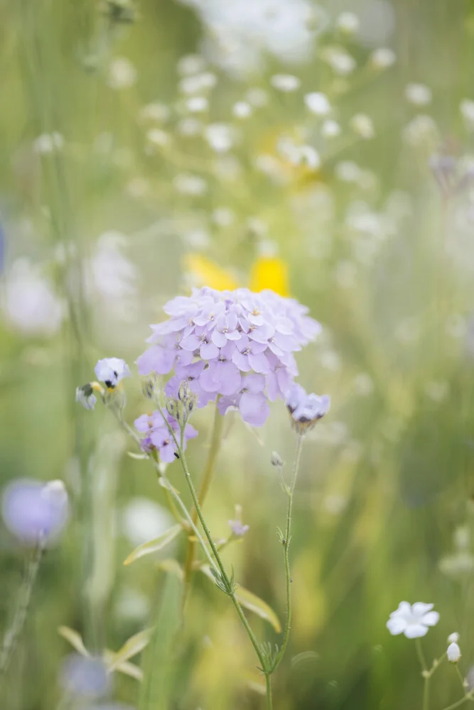 Prato fiorito estivo con fiori di campo - Fotografia Fineart di Nadja Jacke