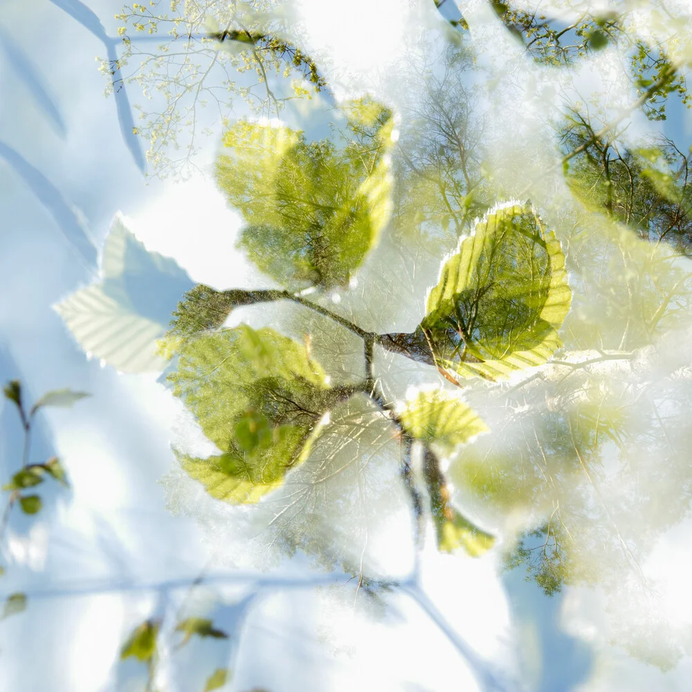 Doppia esposizione con foglie di faggio tenero - Fotografia Fineart di Nadja Jacke