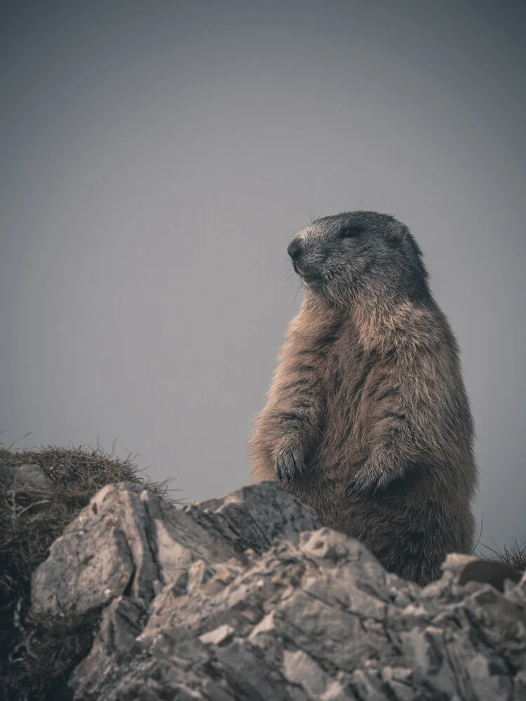 una marmotta all'erta - Fotografia Fineart di Franz Sussbauer