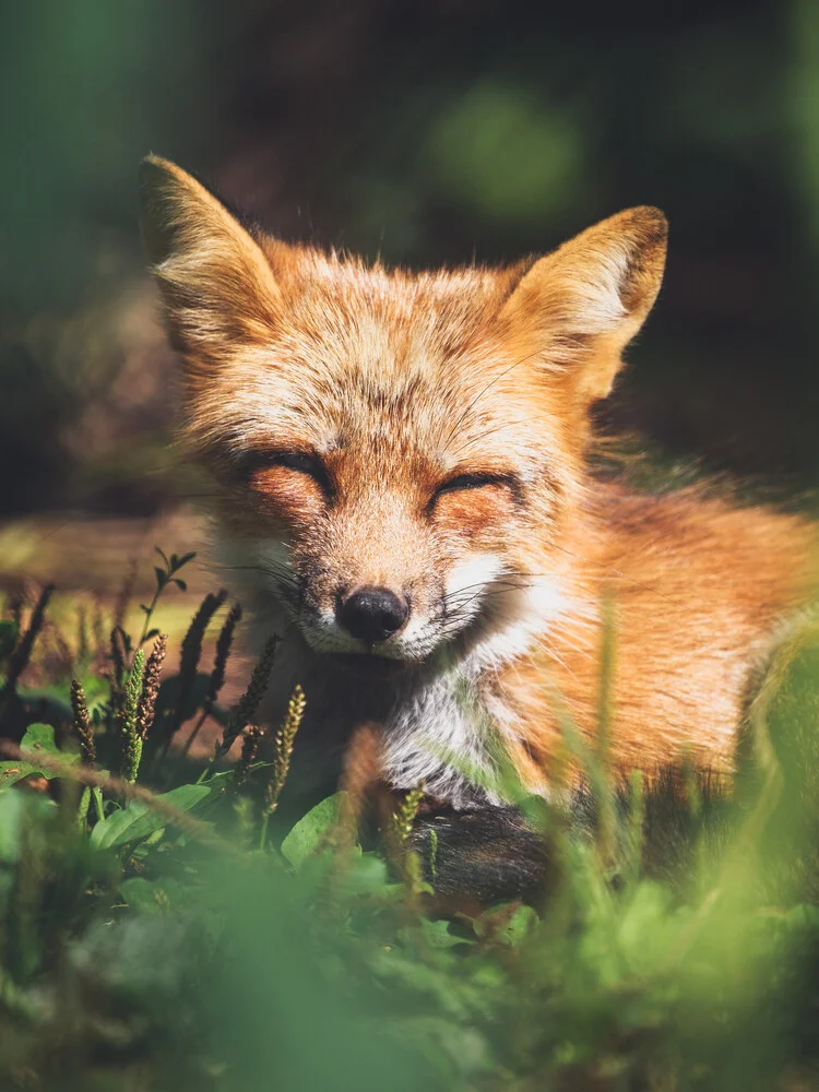 Sleepy Little Fox - Fotografia Fineart di Gergo Kazsimer