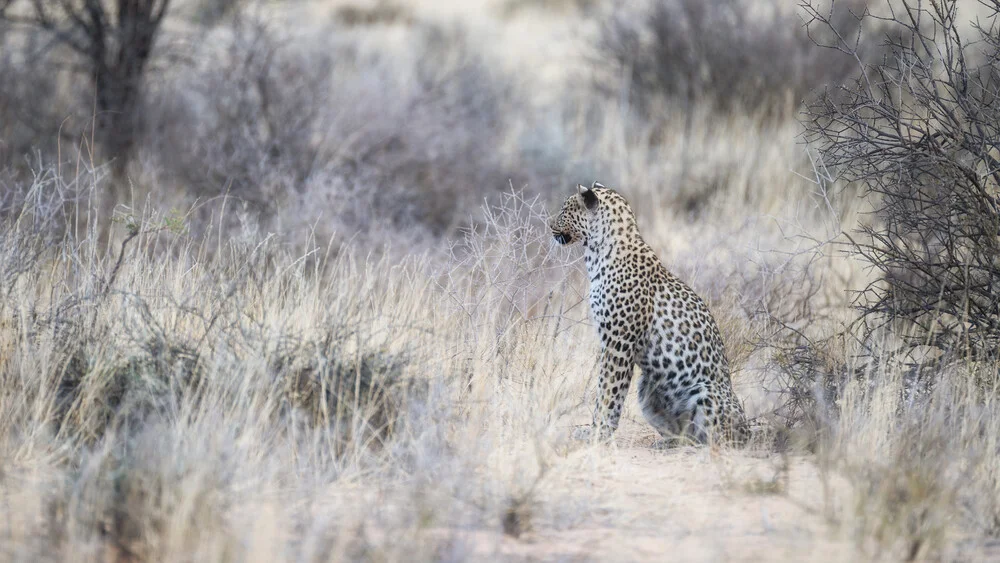 Leopard Kgalagadi Transfrontier Park - Fotografia Fineart di Dennis Wehrmann