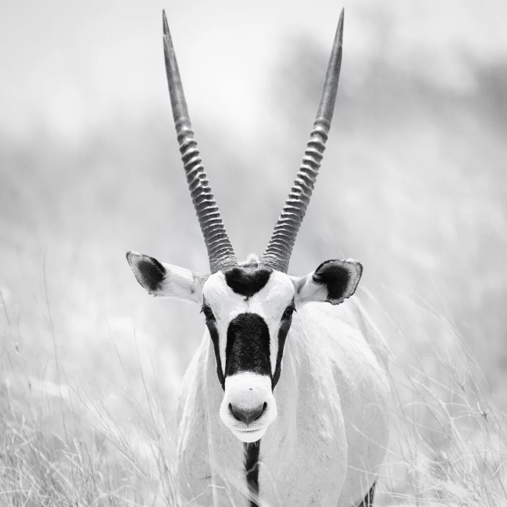 Oryx - Fotografia Fineart di Dennis Wehrmann