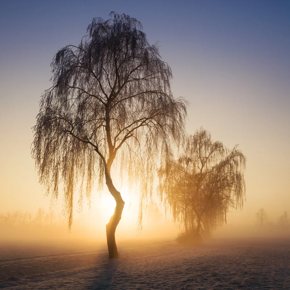 Winterbäume VII - foto di Heiko Gerlicher
