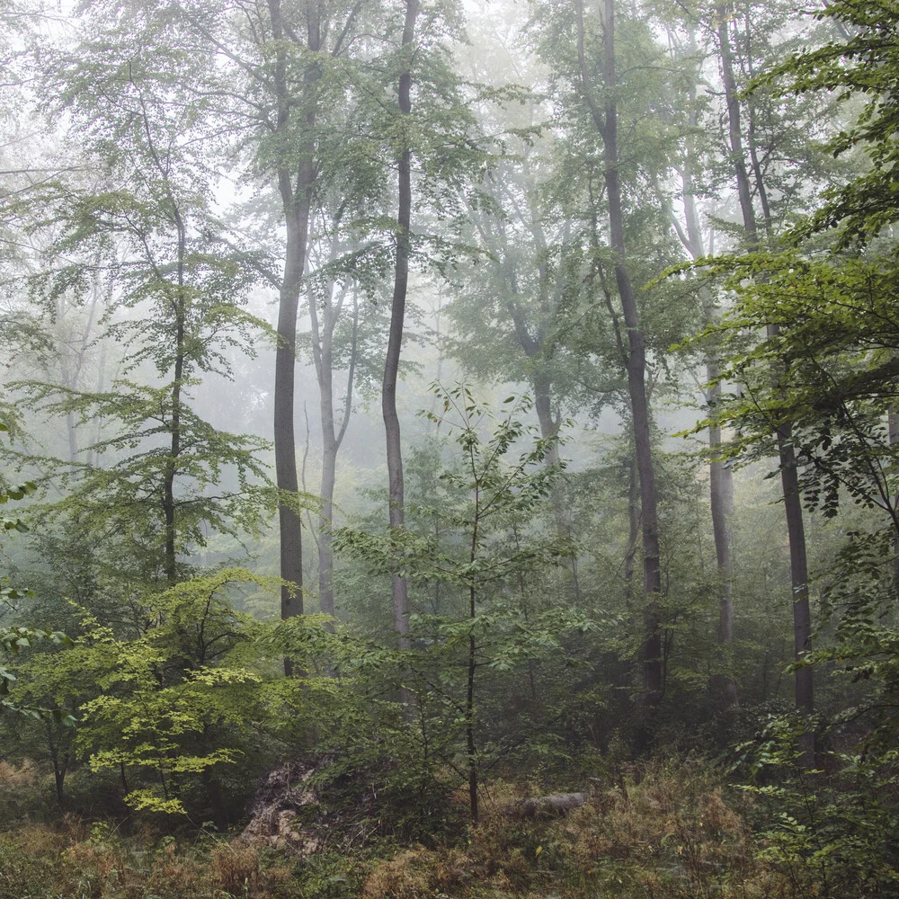 Foresta d'estate con nebbia - Fotografia Fineart di Nadja Jacke